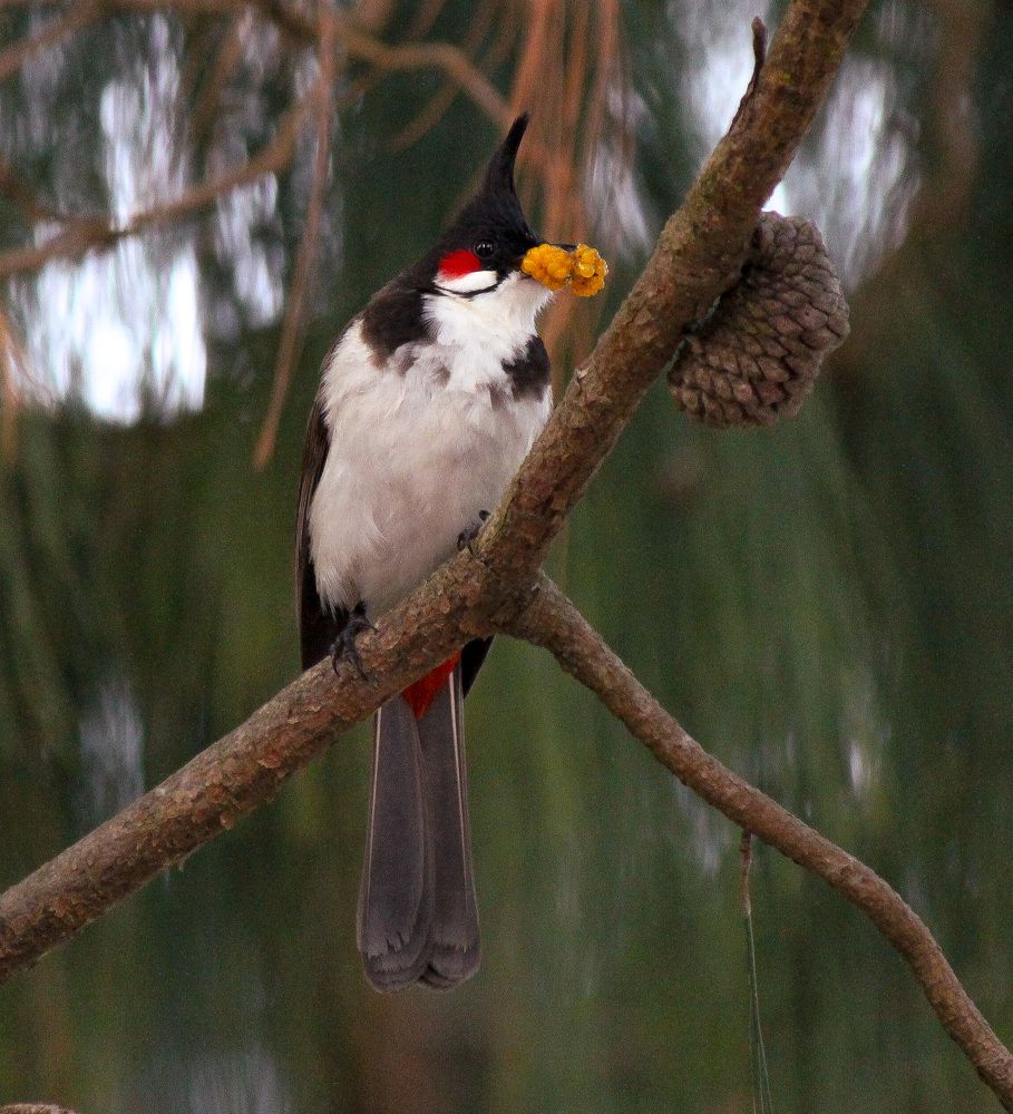 Photograph by anvita trivedi