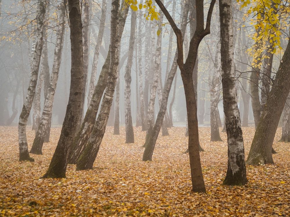 Photograph by Щербак Анатолий