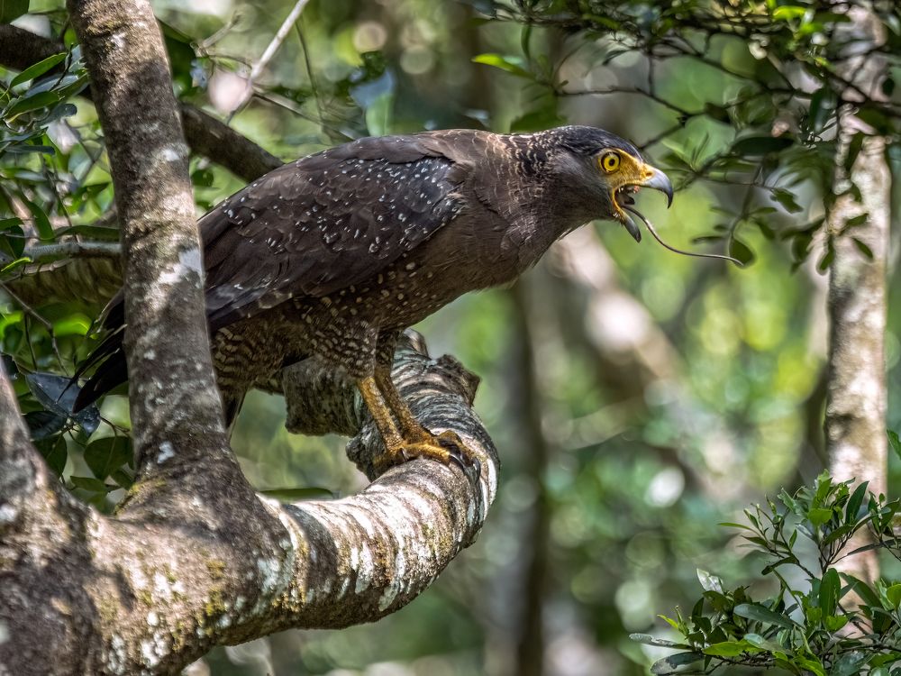 Photograph by Henk Goossens