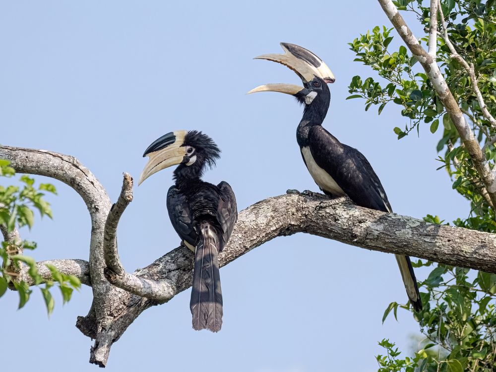 Photograph by Henk Goossens