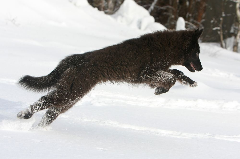 Фотография автора Надежда Лисицына