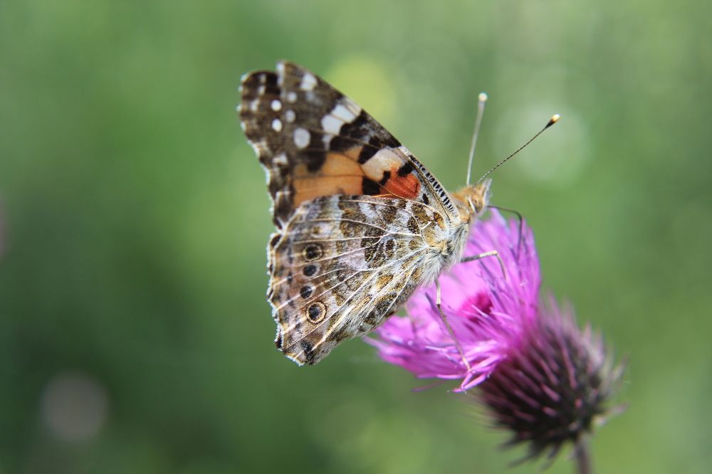 Photograph by Yordanka Vasileva