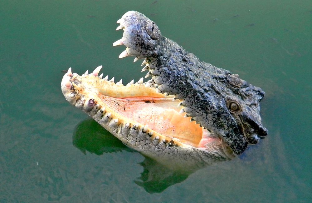 Голодный крокодил