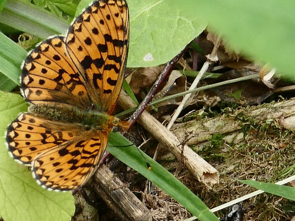 Photograph by Александр Кизим