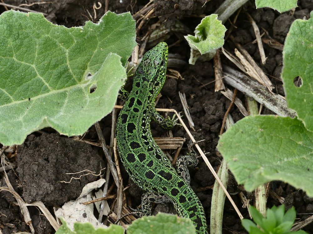 Photograph by Александр Кизим