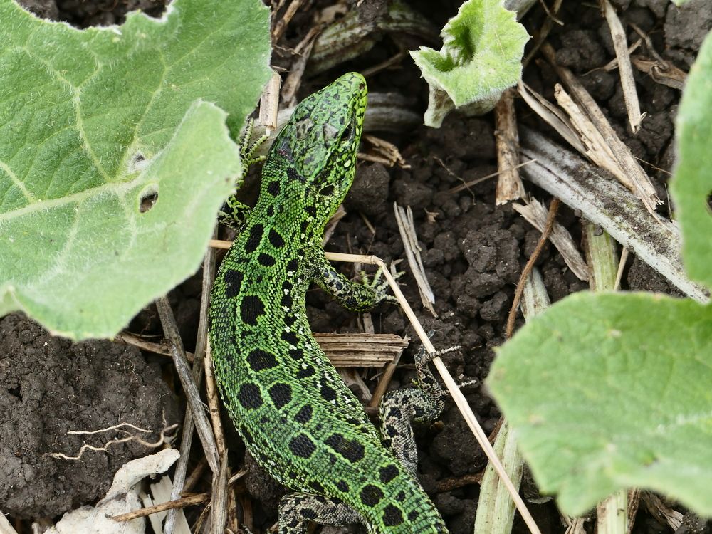 Photograph by Александр Кизим