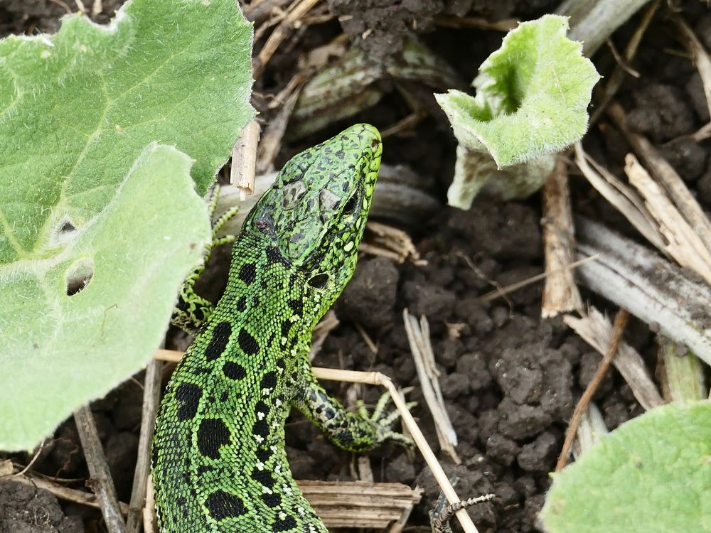 Photograph by Александр Кизим