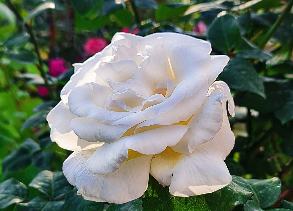 Принцесса Заката