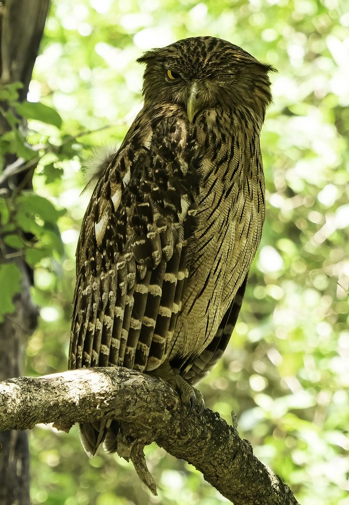 Photograph by HEMAMALI GUNASEKARA