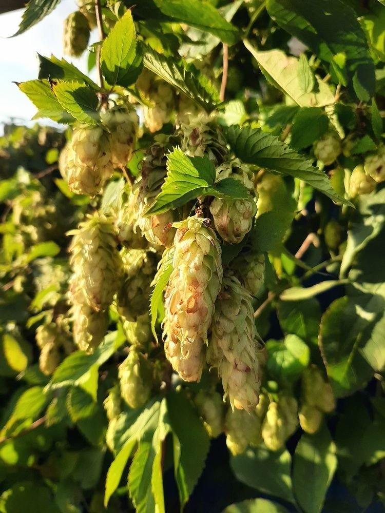 Photograph by Александр Лопатин