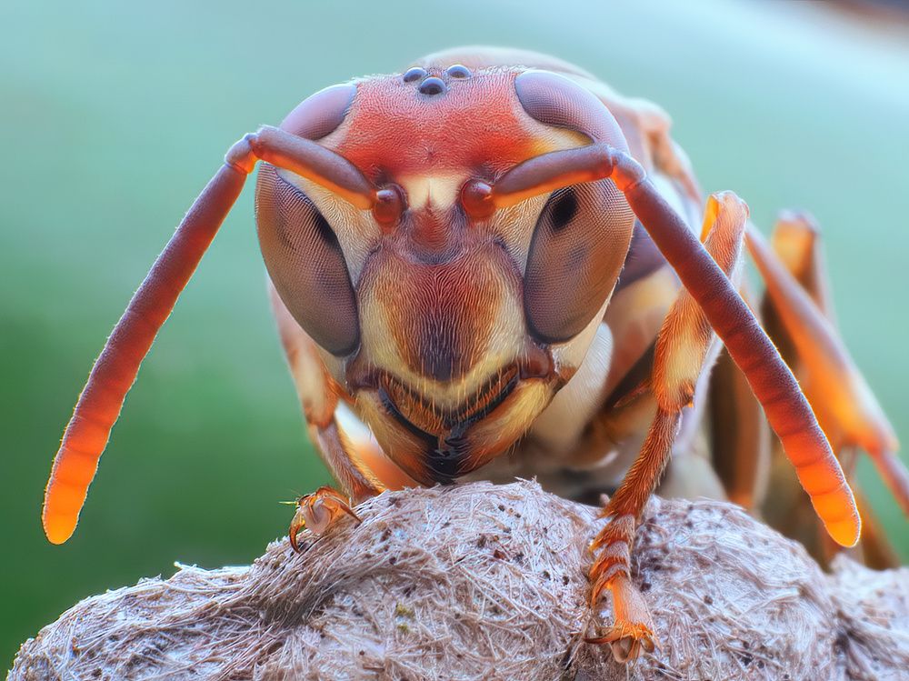 Photograph by Chen-You Li