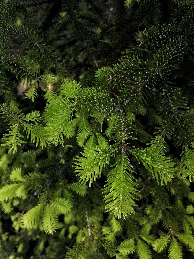 Photograph by Елена Легенда