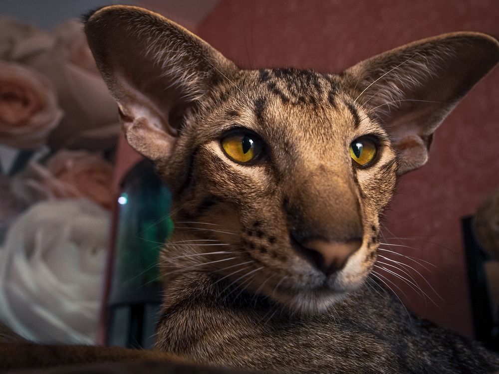 Photograph by Рязанов Юрий