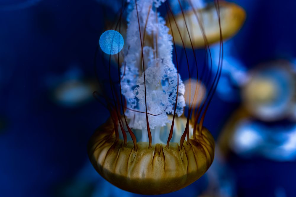 jellyfish gravity