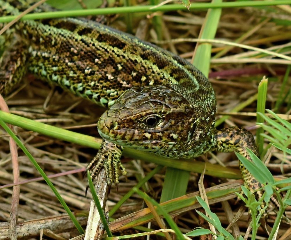Photograph by Василий Быстрицкий