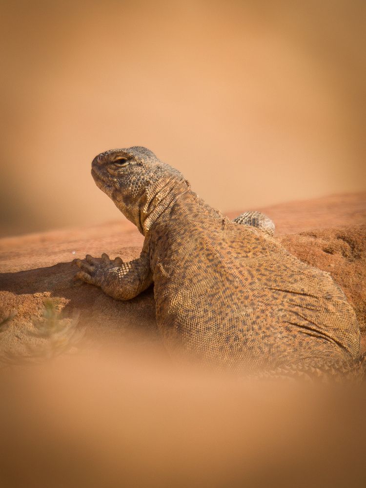 Фотография автора Abdou Bekhedda