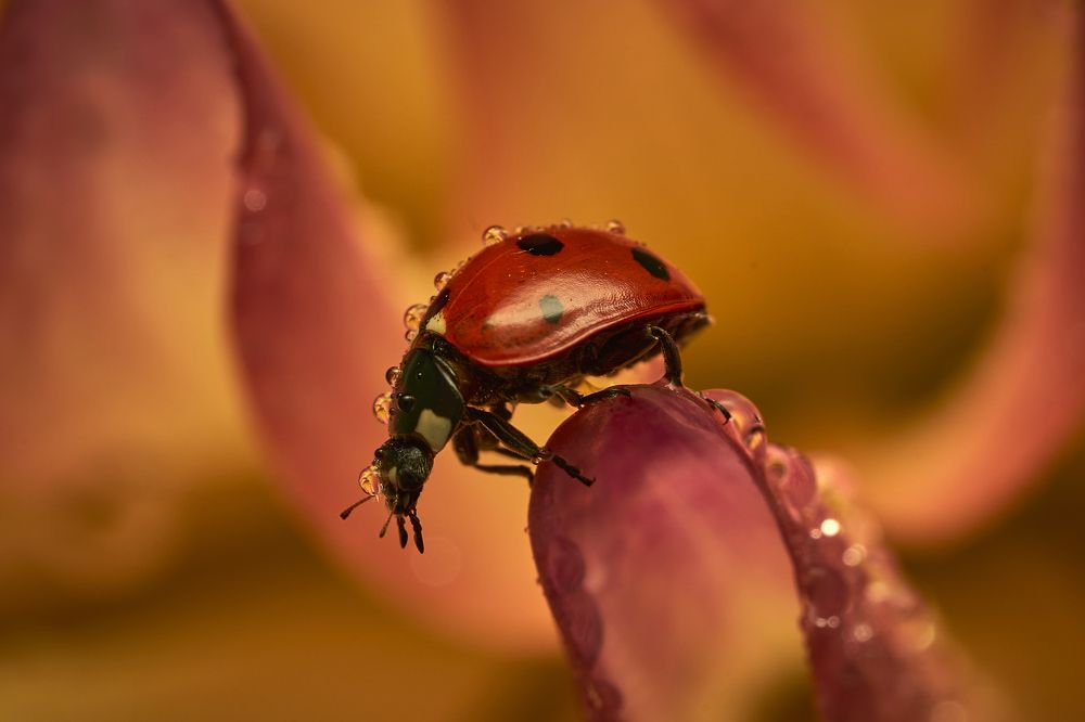 Photograph by Руфат Лажанский