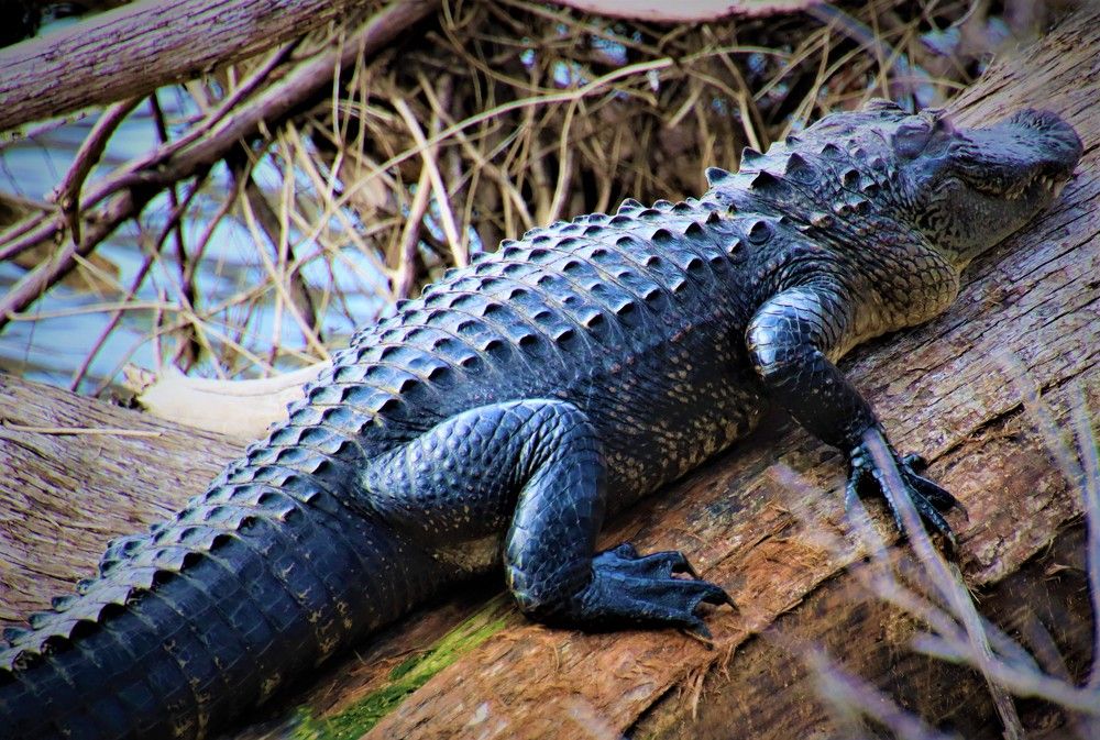 Photograph by Carol Taylor