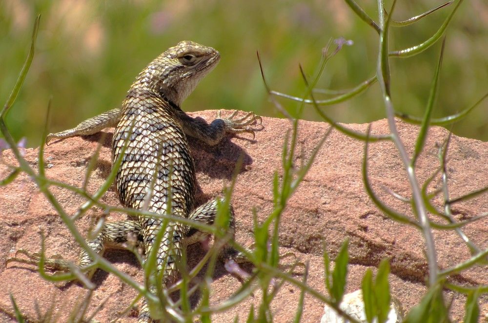 Photograph by Carol Taylor