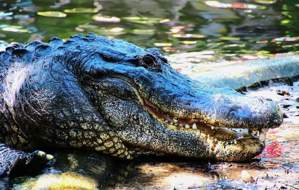 Photograph by Carol Taylor