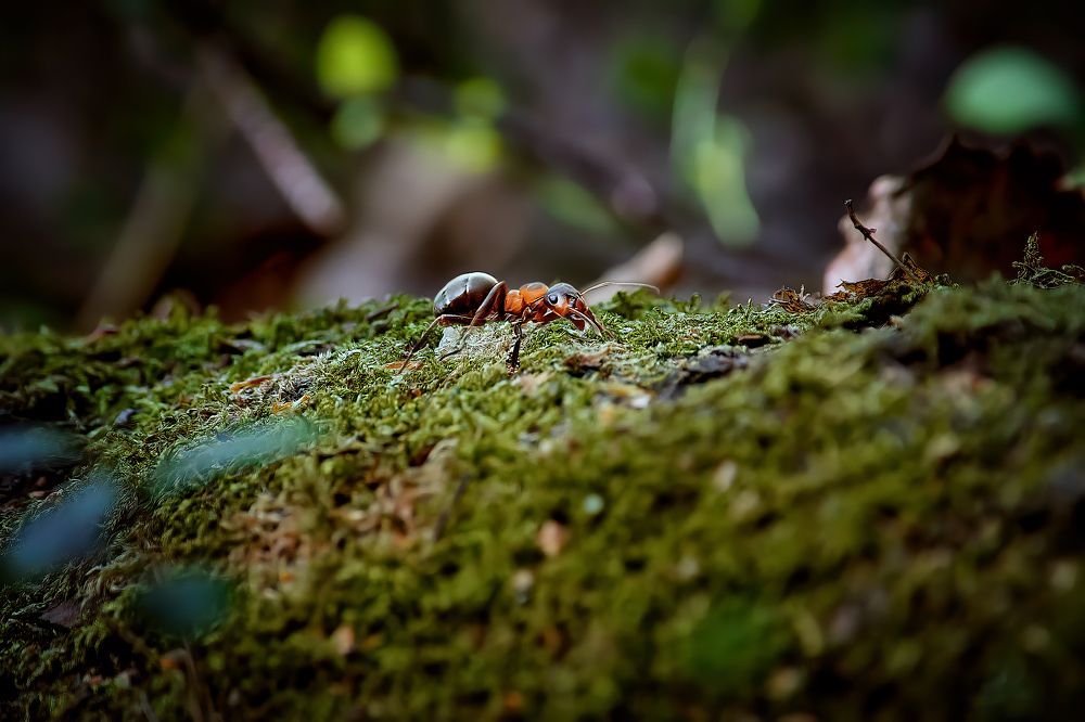 Photograph by Сергей Лисов