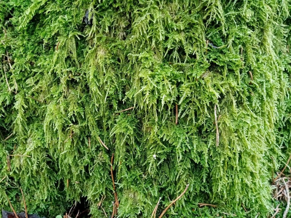 Photograph by Михаил Царикевич