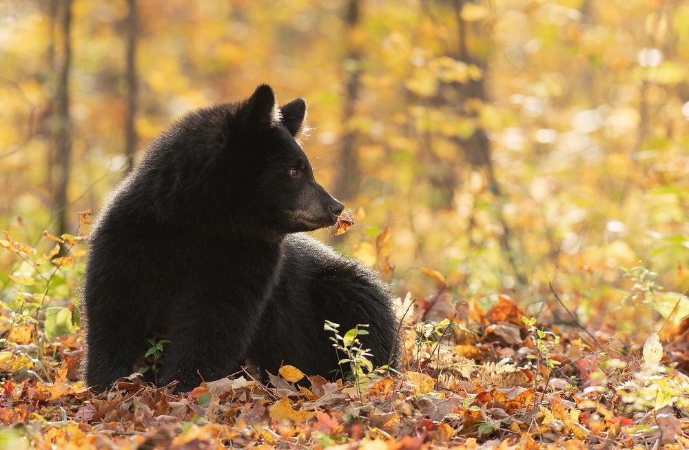 Experience is the Pathway to Wisdom