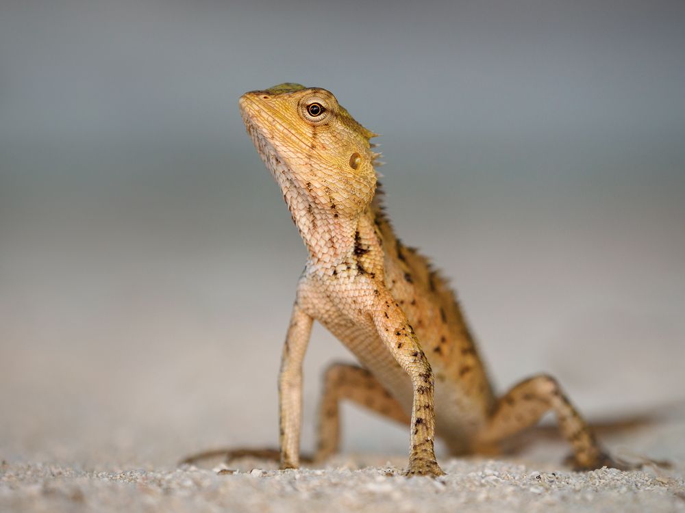 Photograph by Vladimir Kulikov