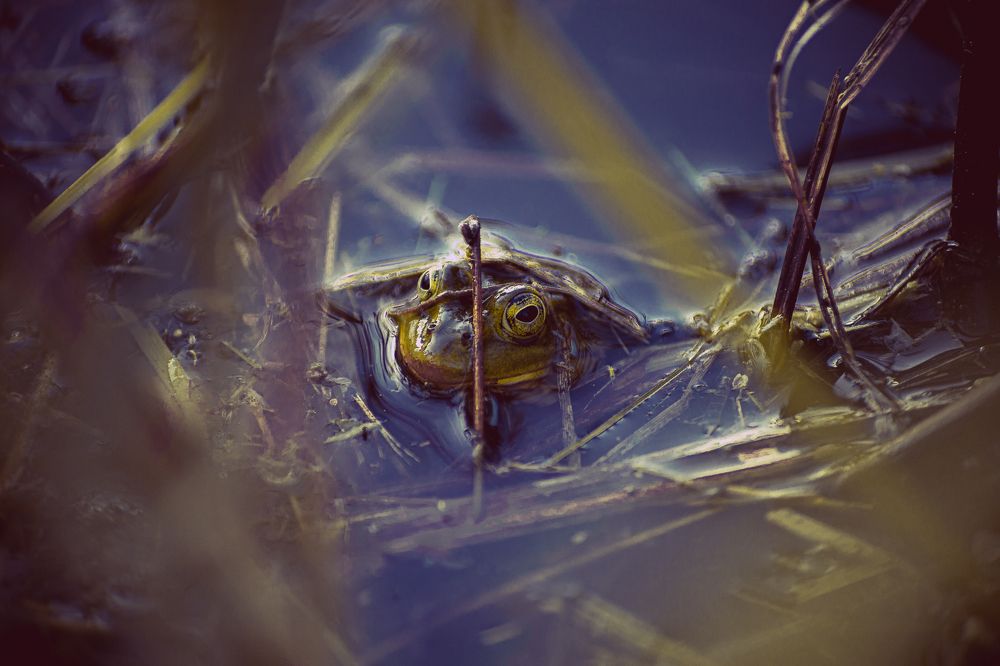 Photograph by Илья Ровинский