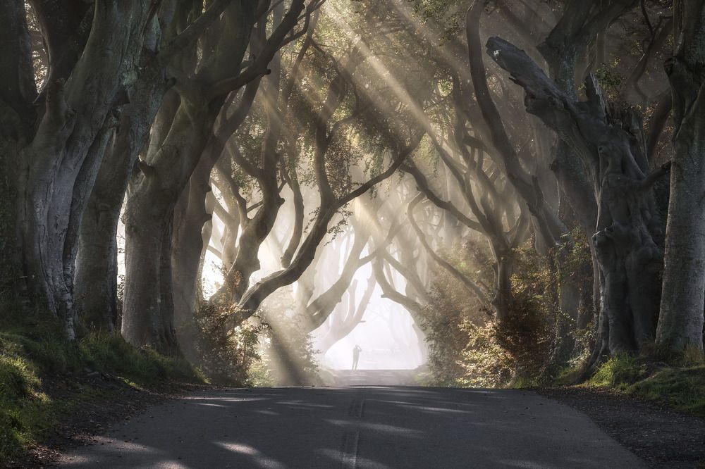 The Dark Hedges