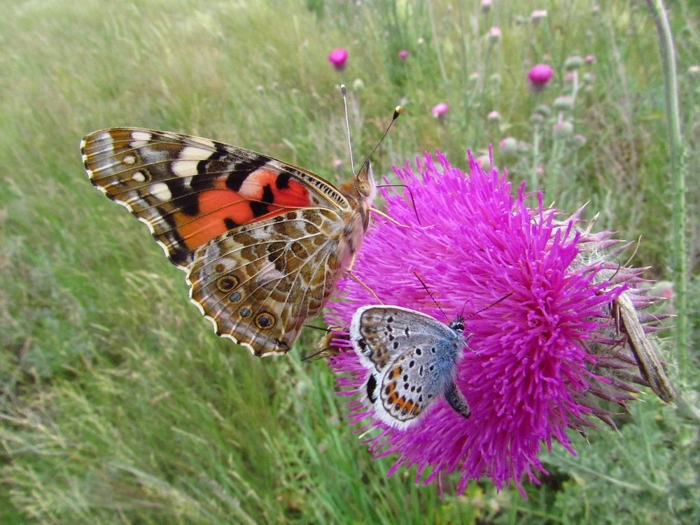 Photograph by Денис Веску