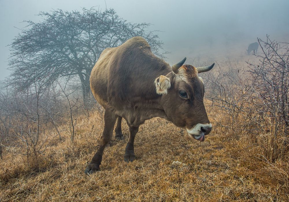 Photograph by Савчук Сергей