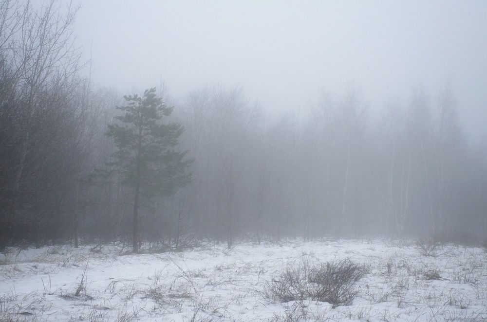 Photograph by Алла Никушкина