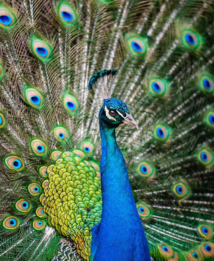 Peacock