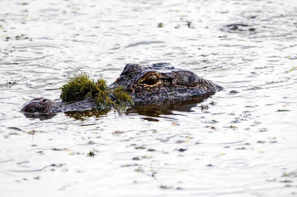 Photograph by Анатолий Костерев