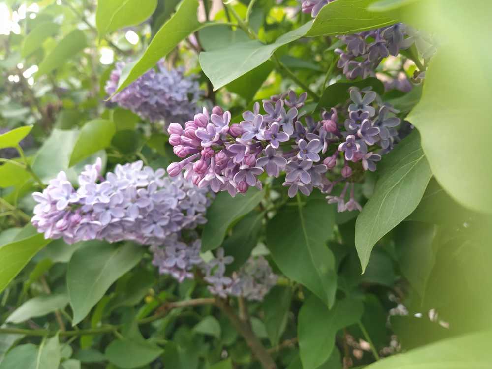 Photograph by Романова Екатерина