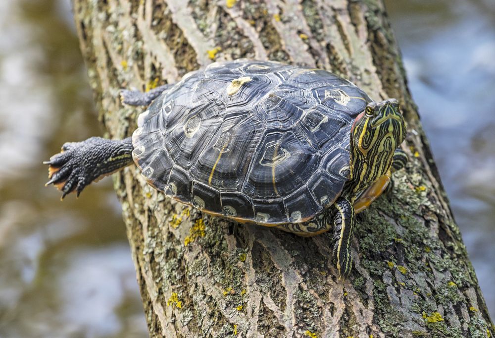 Красноухая черепаха