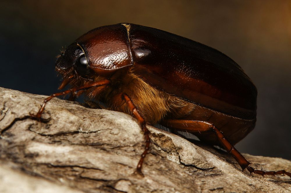 Photograph by Stéphane Boucher