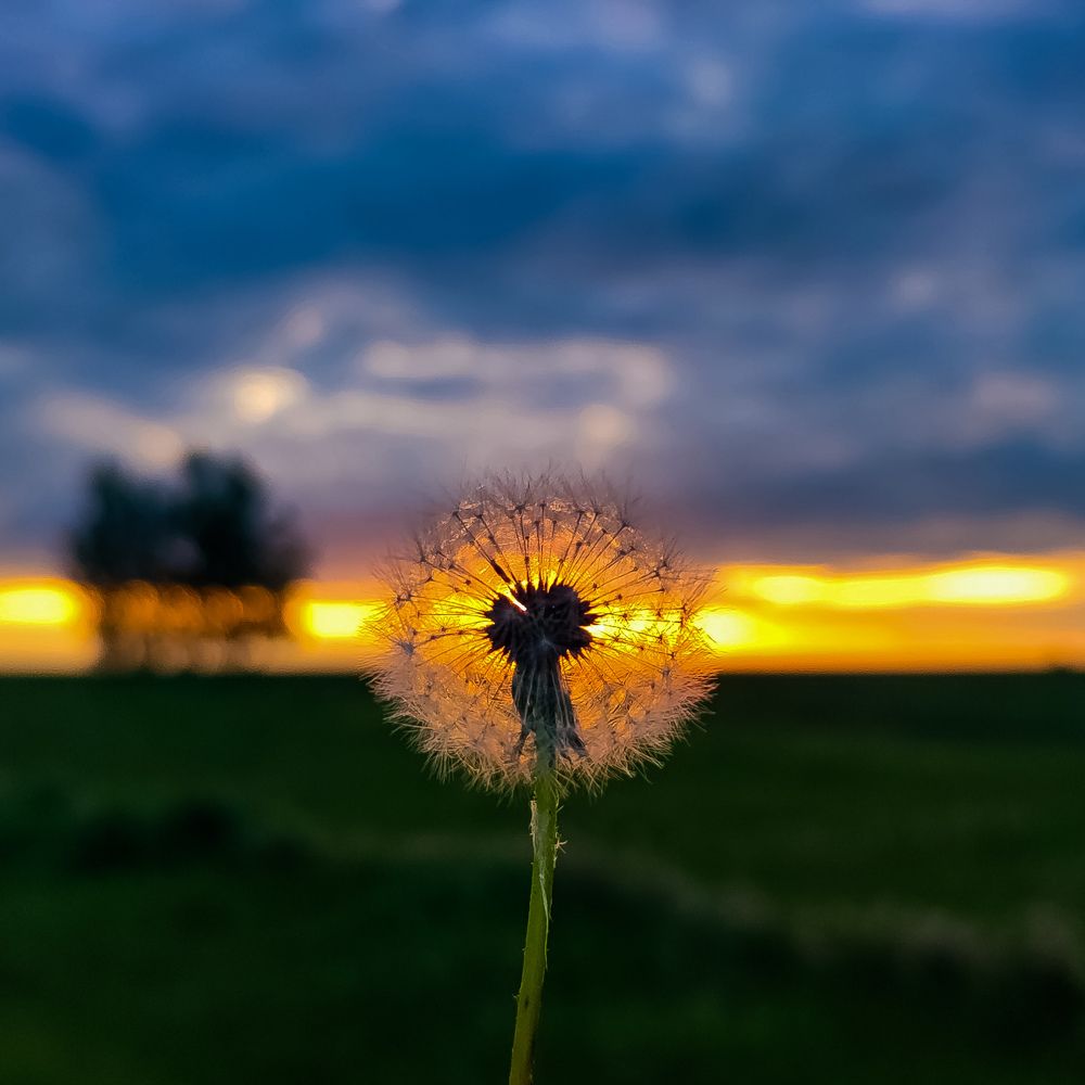 Photograph by гульчачак яруллина