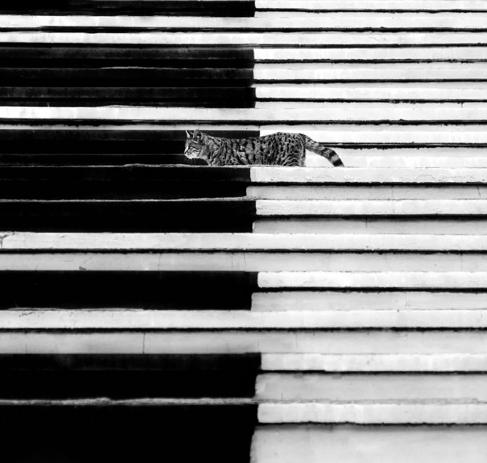 Фотография автора Mohammad Mohseni