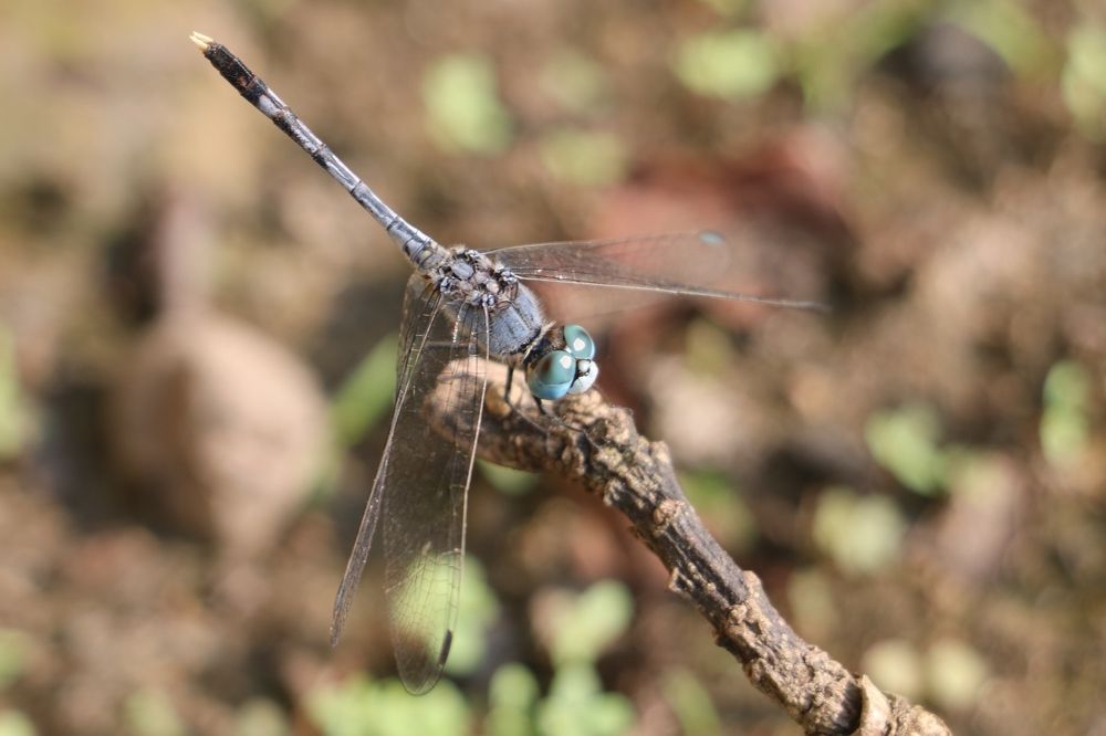 Photograph by Dimuth De Zoysa