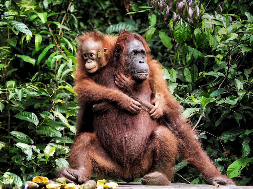 Photograph by Asa Satria Said