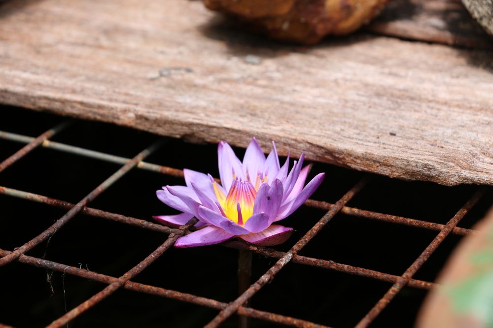 Photograph by Dimuth De Zoysa