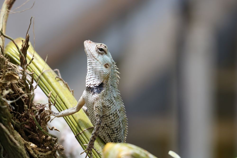 Greyish Blue Lizard