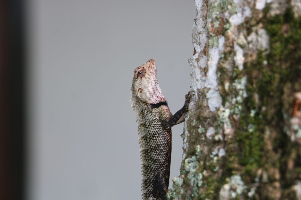 Photograph by Dimuth De Zoysa