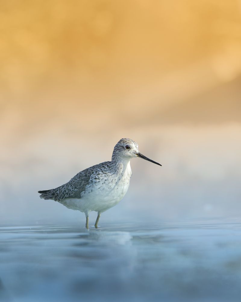 Photograph by NAVONILOY BHAUMIK