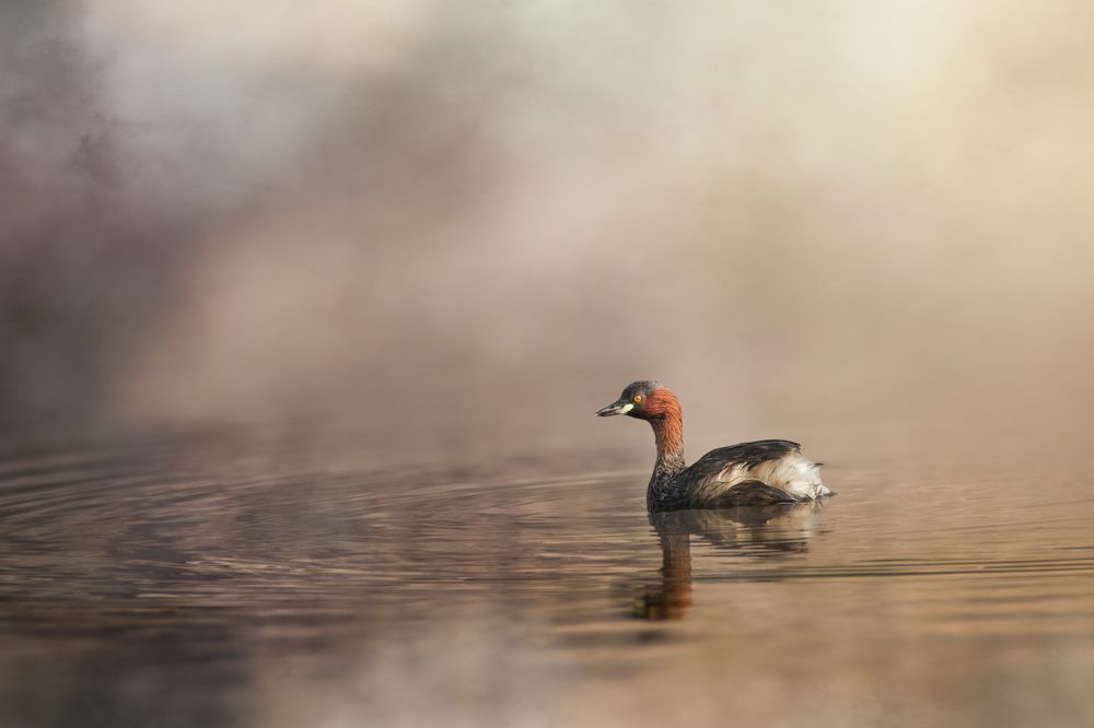 Photograph by NAVONILOY BHAUMIK