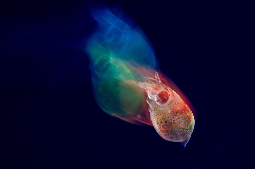 Photograph by Robbin Chang