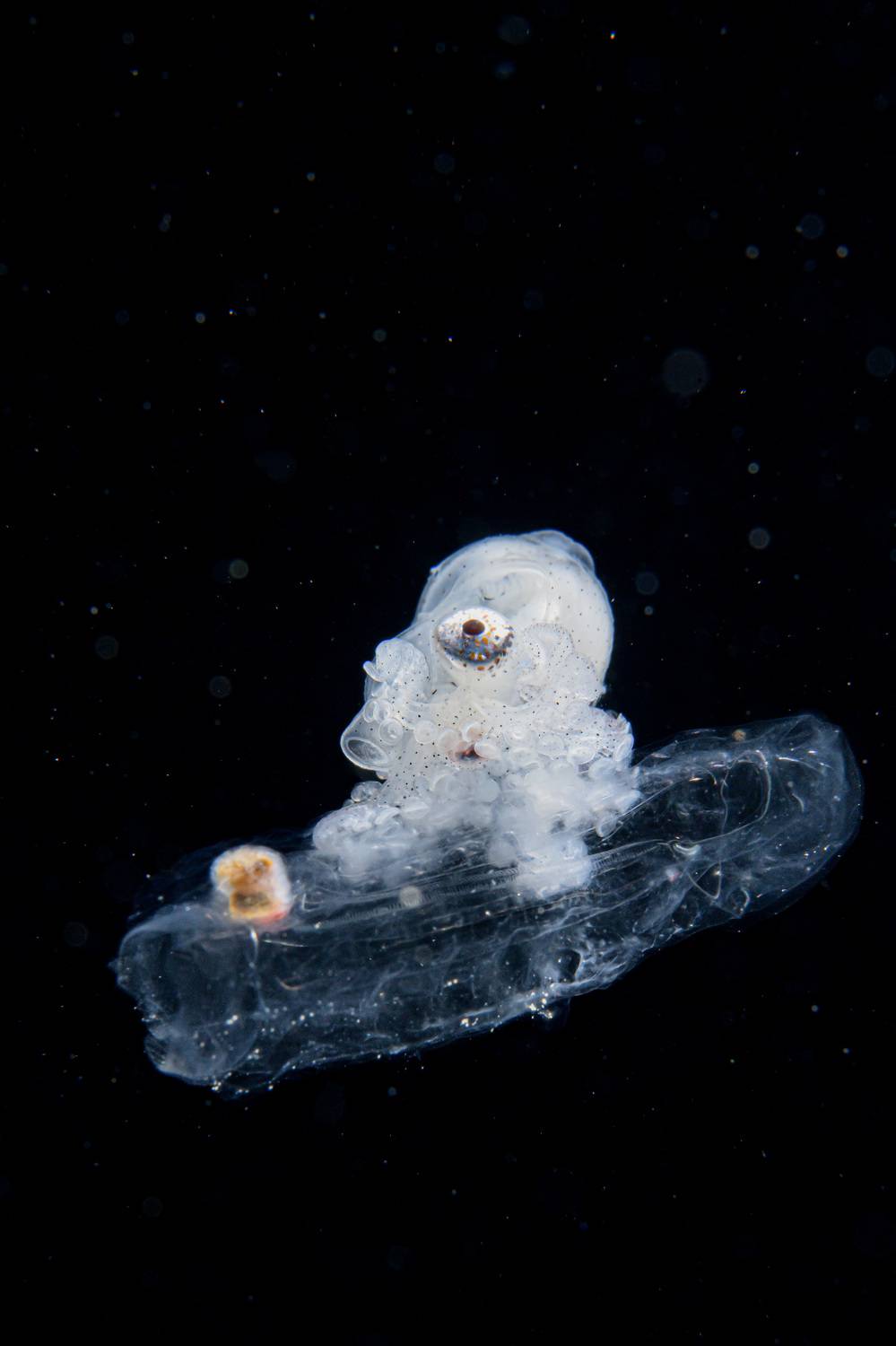 Фотография #9161914