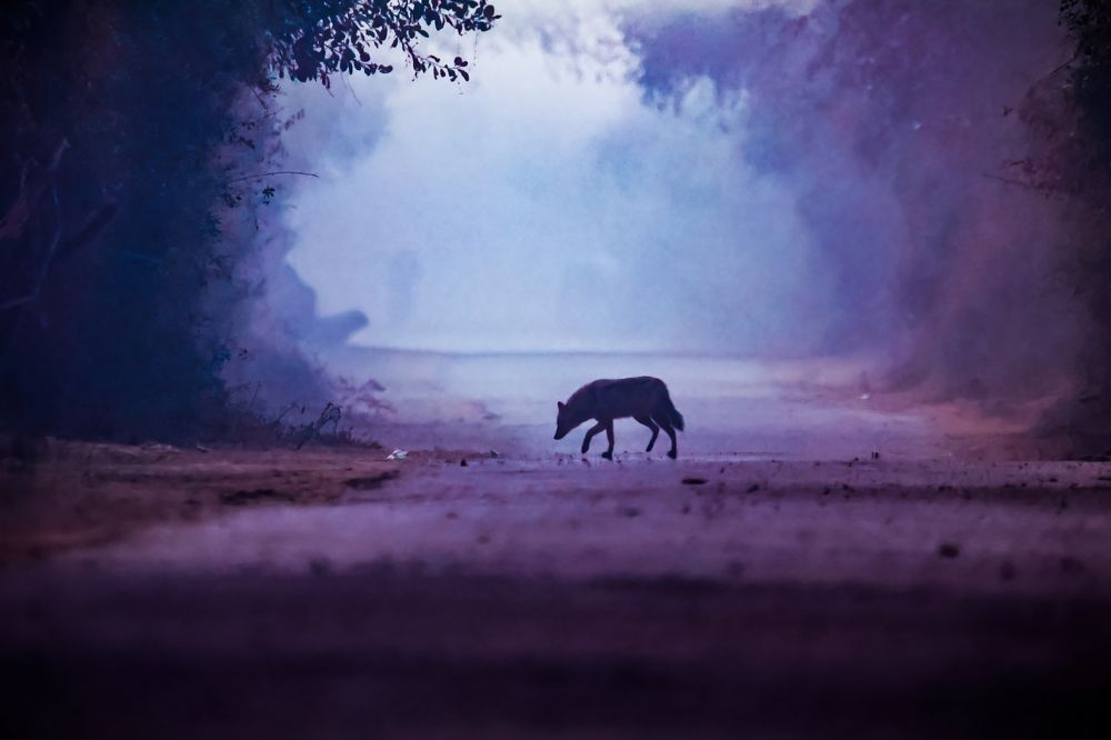 Photograph by Dhruv Shilpi